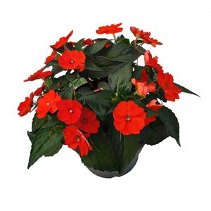 Afbeelding van Impatiens Sun Patiens P19 Orange electric